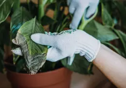 Así puedes identificar qué necesitan tus plantas con solo mirar sus hojas ¡Evita que se marchiten!