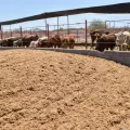 Beneficia bagazo de cebada a ganaderos sonorenses