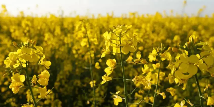 Agricultores evalúan programa de siembra para el ciclo otoño-invierno 2025-2026