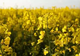 Agricultores evalúan programa de siembra para el ciclo otoño-invierno 2025-2026