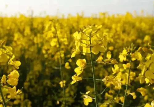 Agricultores evalúan programa de siembra para el ciclo otoño-invierno 2025-2026