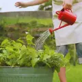 Esta es la hora ideal para regar las plantas en época de calor y qué beneficios tiene