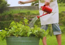 Esta es la hora ideal para regar las plantas en época de calor y qué beneficios tiene