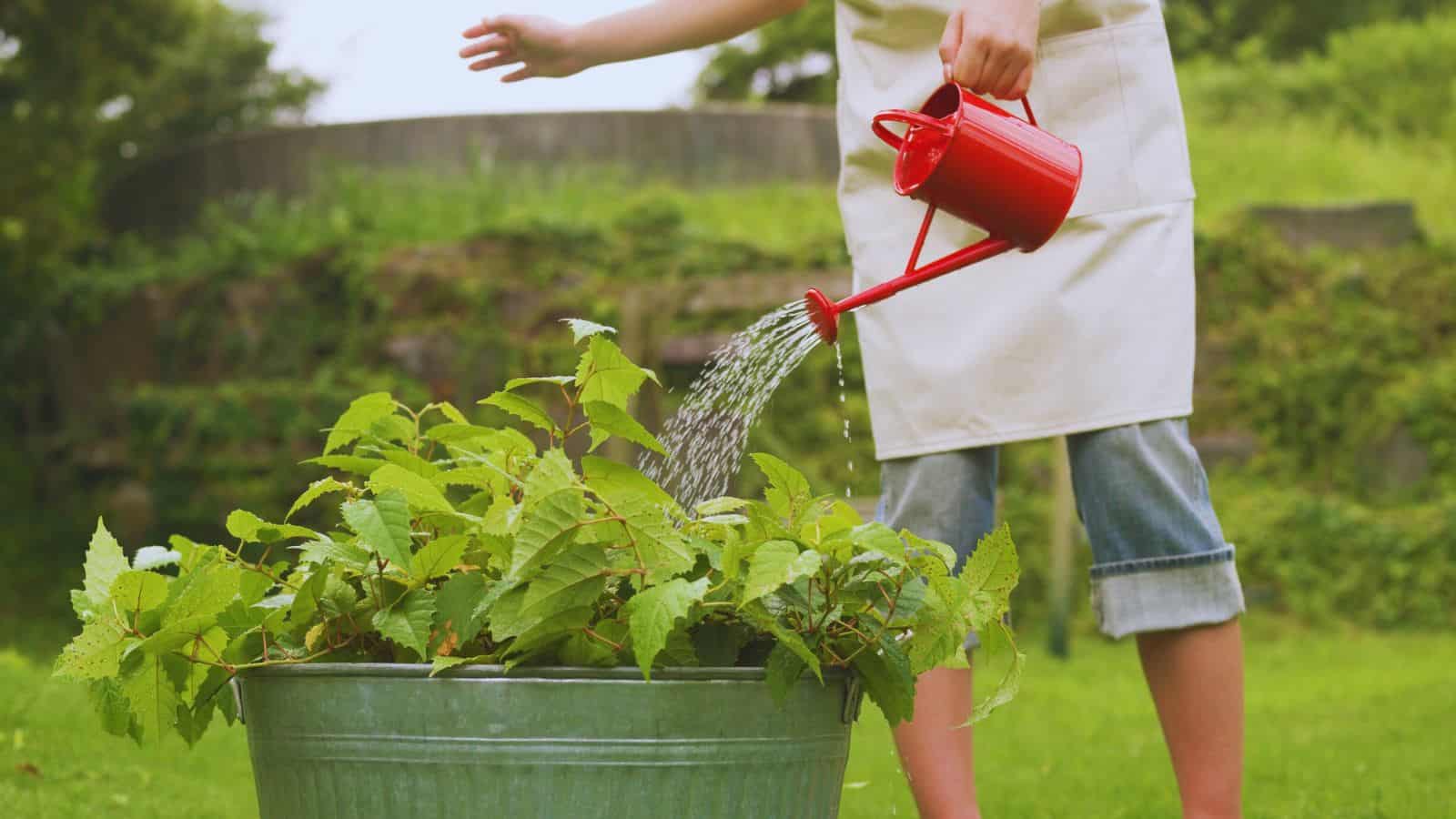 Esta es la hora ideal para regar las plantas en época de calor y qué beneficios tiene