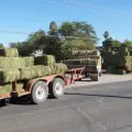 Por concluir cortes de alfalfa