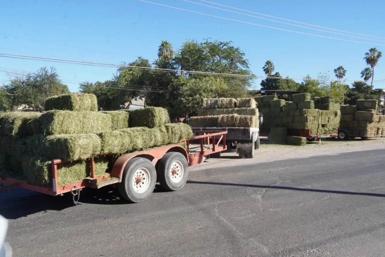 Por concluir cortes de alfalfa en el Valle del Yaqui