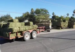 Por concluir cortes de alfalfa en el Valle del Yaqui