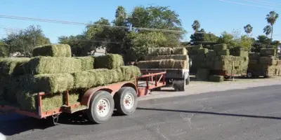 Por concluir cortes de alfalfa en el Valle del Yaqui