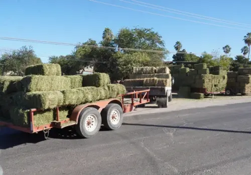 Por concluir cortes de alfalfa en el Valle del Yaqui