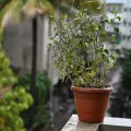3 consejos para proteger a tus plantas en temporada de lluvias ¡Evita perderlas!