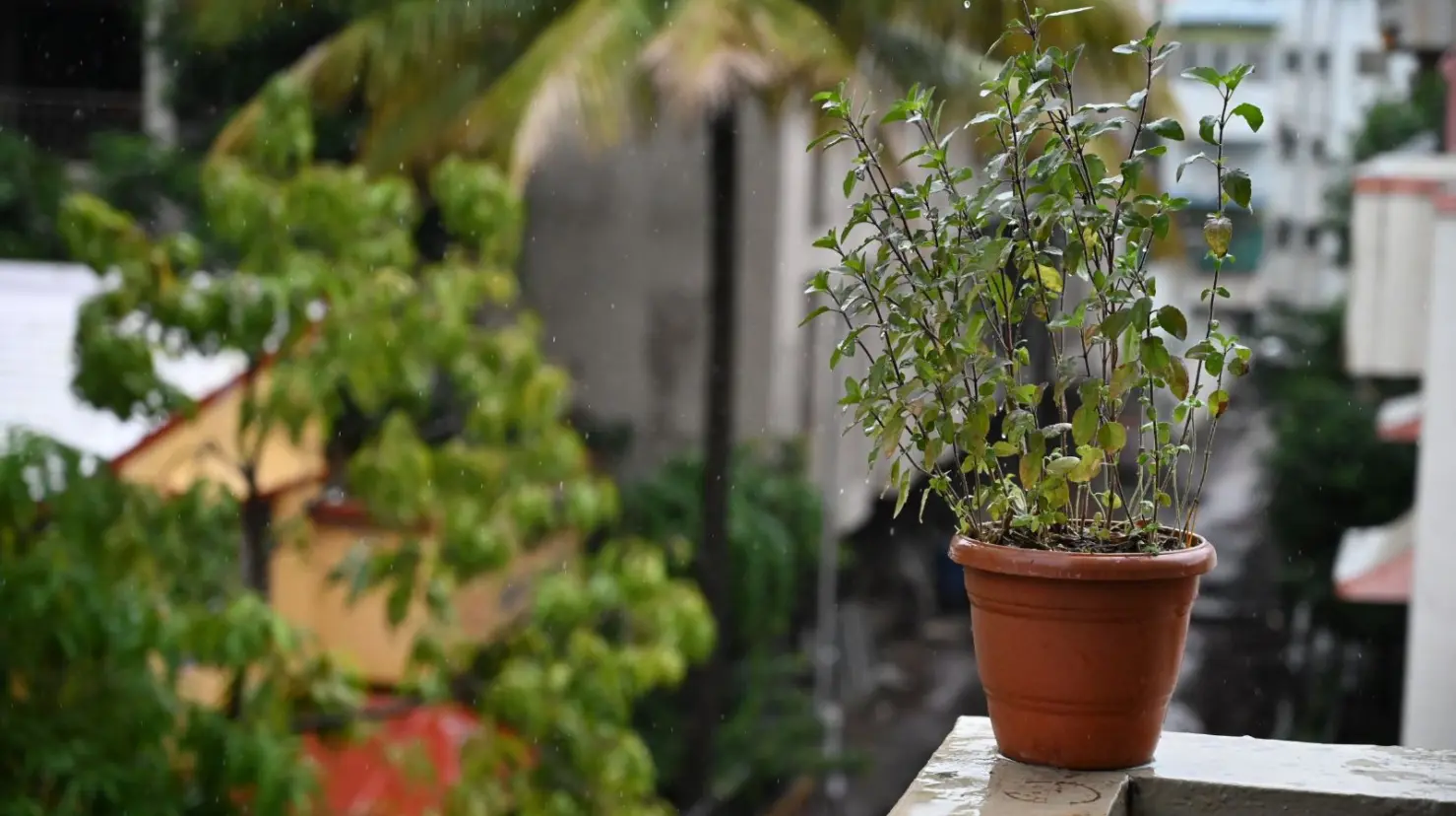 3 consejos para proteger a tus plantas en temporada de lluvias ¡Evita perderlas!