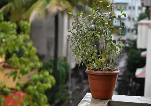 3 consejos para proteger a tus plantas en temporada de lluvias ¡Evita perderlas!