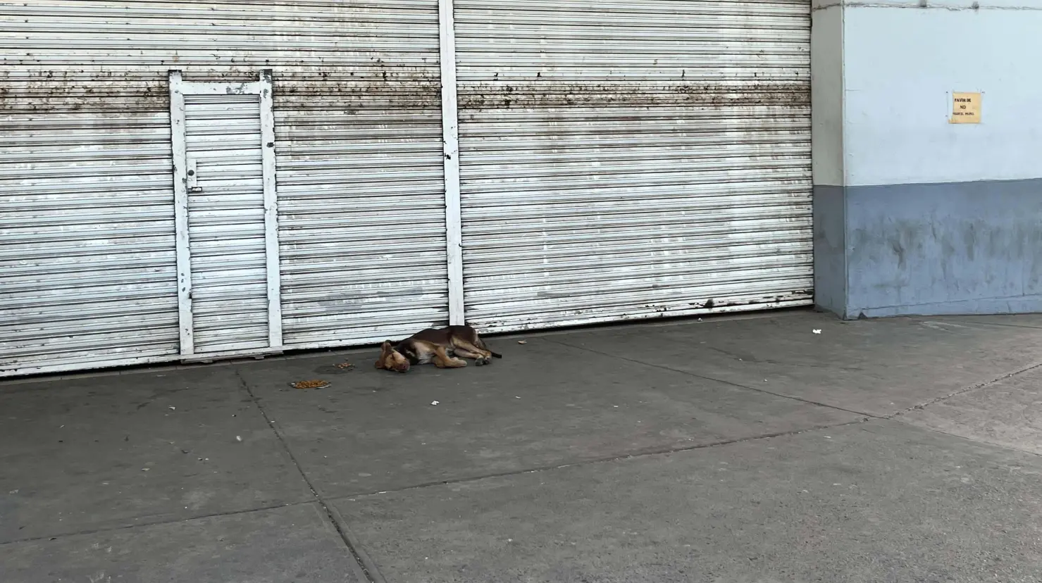 Un perrito que seguramente antes se refugiaba dentro de la tienda, ahora descansa en el exterior.