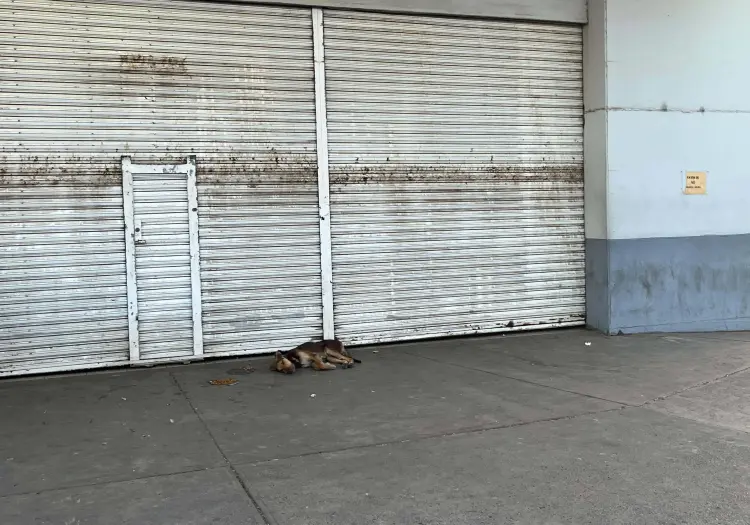 La tienda cerró, pero ellos siguen llegando: perritos callejeros buscan nuevo refugio