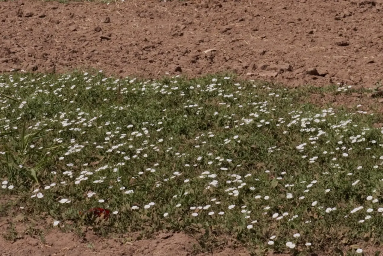 Prolifera maleza en Valle del Yaqui