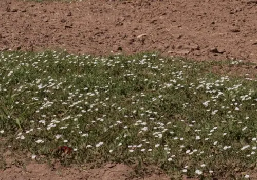 Prolifera maleza en Valle del Yaqui