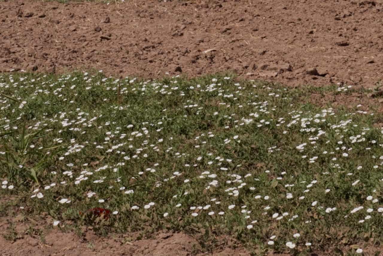 Prolifera maleza en Valle del Yaqui