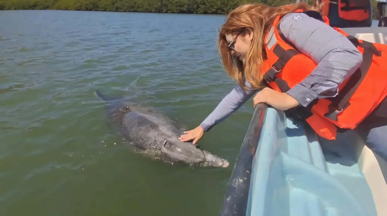 El mamífero disfruta la interacción con personas que dan paseos en lancha por la bahía.