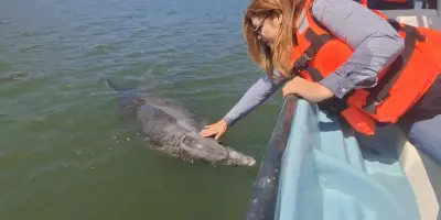 ¿Quién es Pechocho? Conoce al delfín más amigable de Topolobampo, Sinaloa
