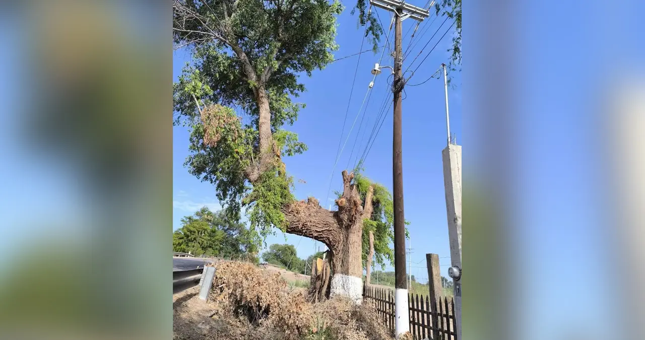 Denuncian poda de árboles sagrados en Huatabampo