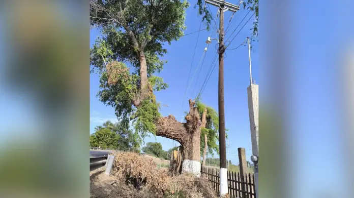Denuncian poda de árboles sagrados en Huatabampo Denuncian poda de árboles sagrados en Huatabampo