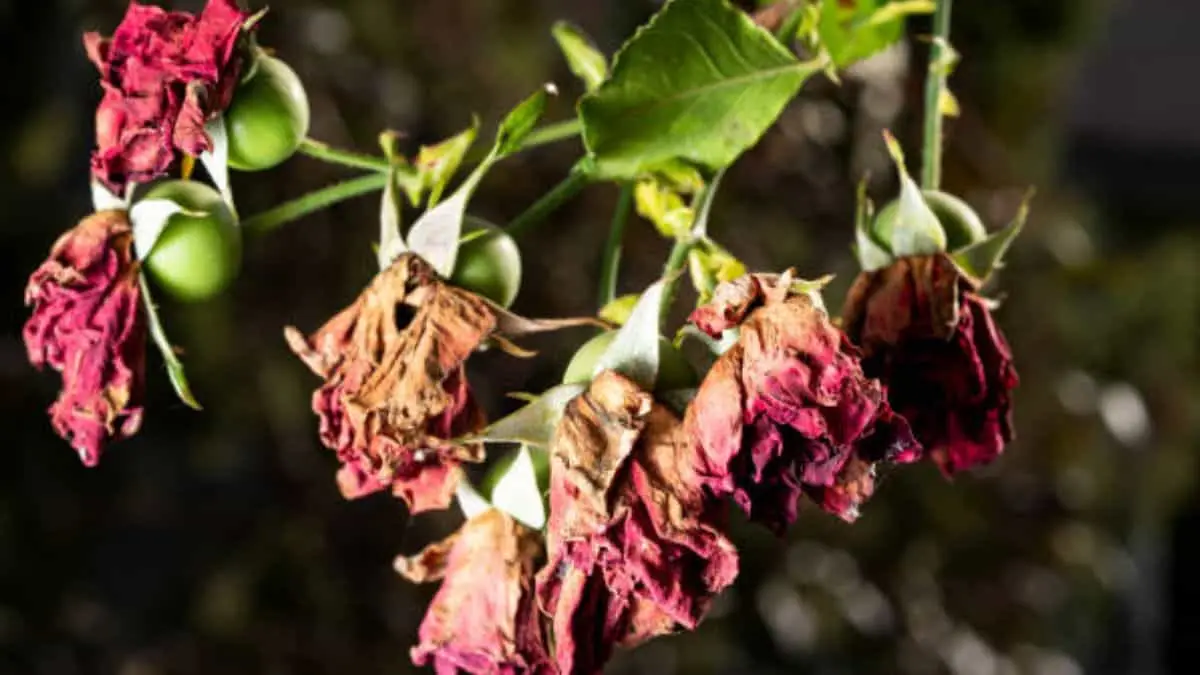 ¿Se te marchitaron tus rosas? Así puedes reanimarlas con trucos muy sencillos