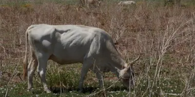 Ganado del Valle del Yaqui se encuentra "en los huesos"
