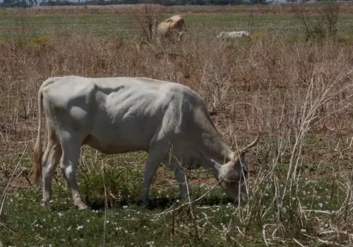 Ganado del Valle del Yaqui se encuentra "en los huesos"