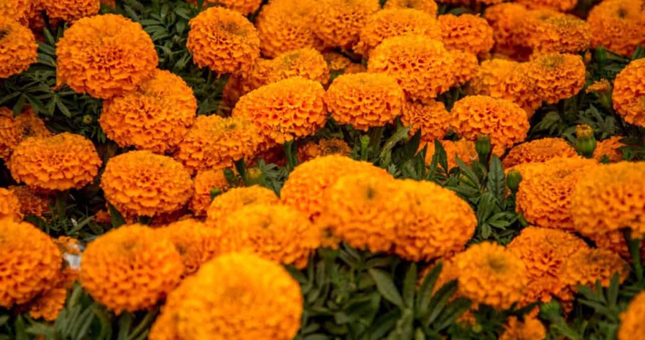 Cempasúchil: Siémbralo este día de junio y explotará en flores para el Día de Muertos