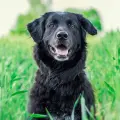5 plantas que pueden ser venenosas para tus perritos, pero tal vez no sabías