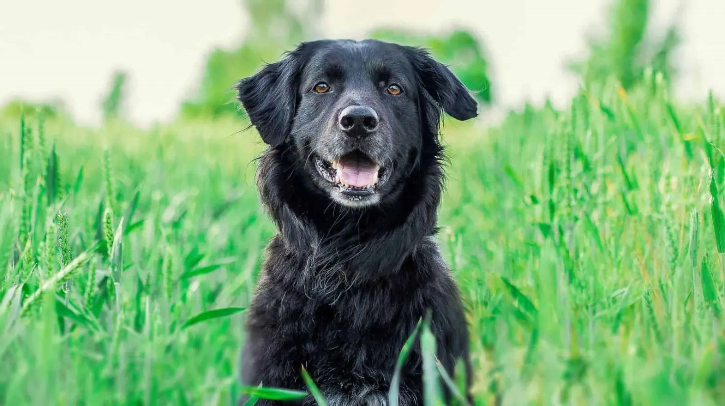 5 plantas que pueden ser venenosas para tus perritos, pero tal vez no sabías