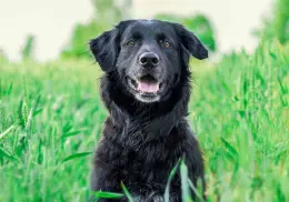 5 plantas que pueden ser venenosas para tus perritos, pero tal vez no sabías