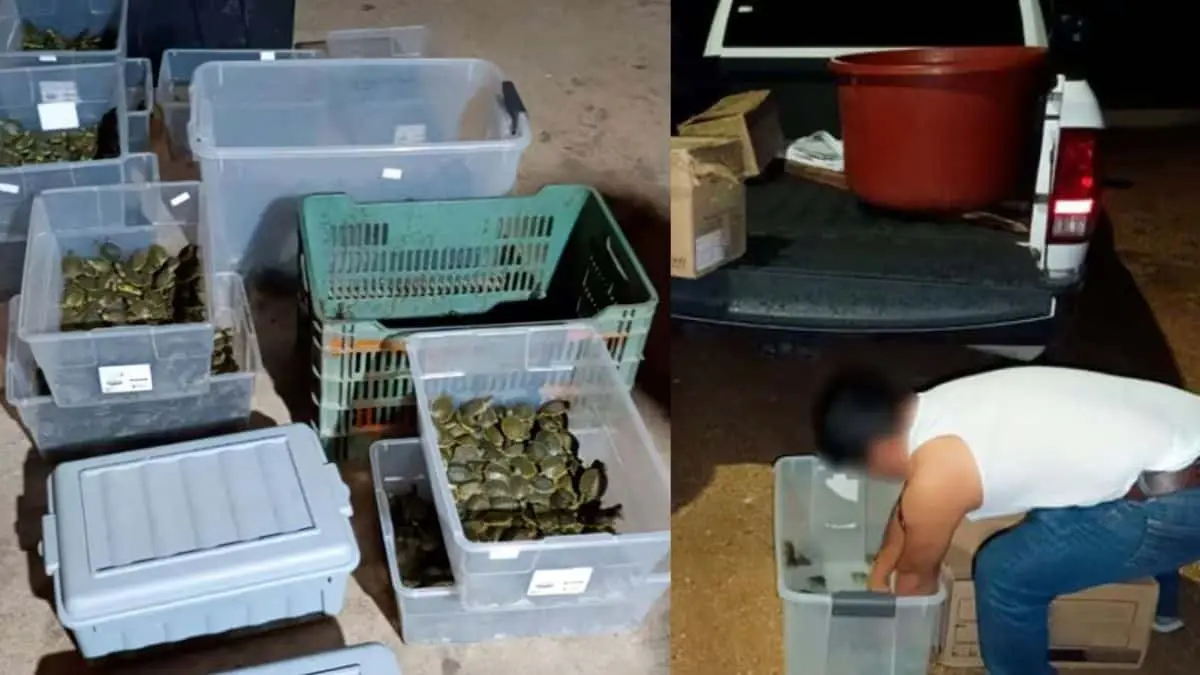 Detienen a sujeto por tráfico de tortugas en Chiapas; rescatan 3 mil 500 ejemplares