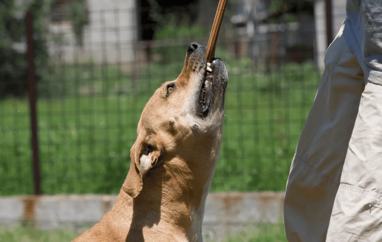 En épocas de altas temperaturas los perros se vuelven más vulnerables.