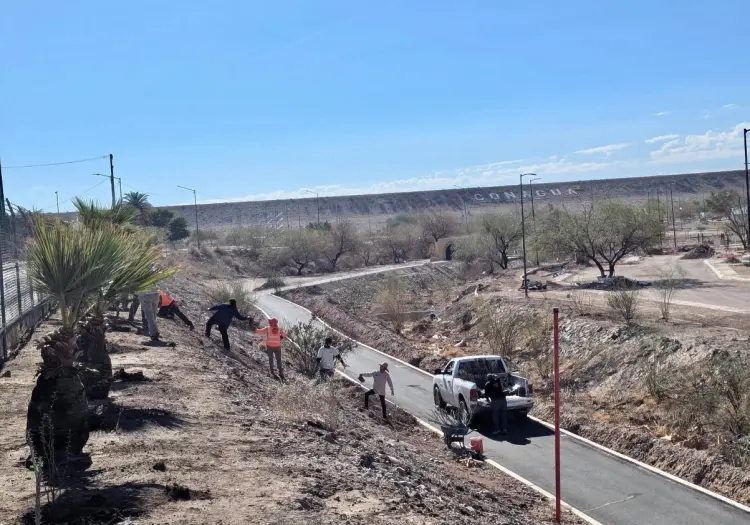 Al menos cada 6 metros debe haber un árbol