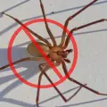 Araña violinista: 8 consejos de expertos para evitar la presencia de estos arácnidos en el hogar