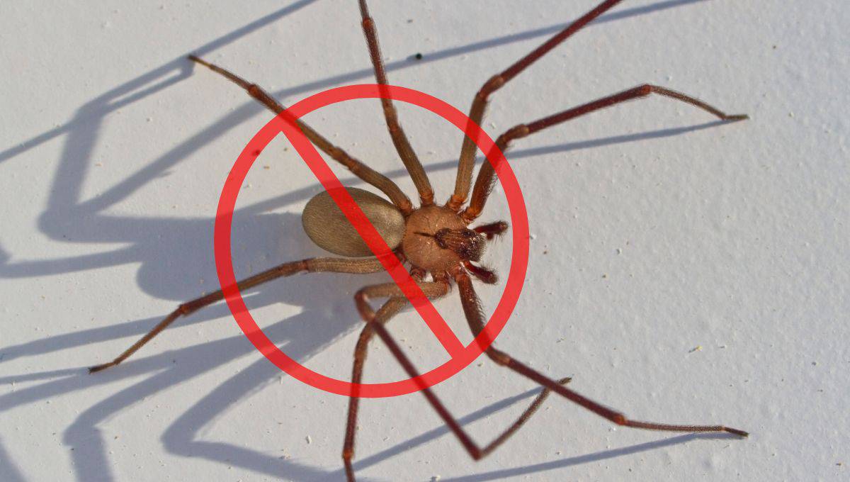 Araña violinista: 8 consejos de expertos para evitar la presencia de estos arácnidos en el hogar