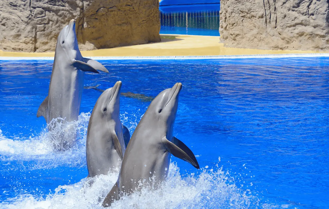 Dolphin Discovery es la empresa que opera más delfinarios en México.