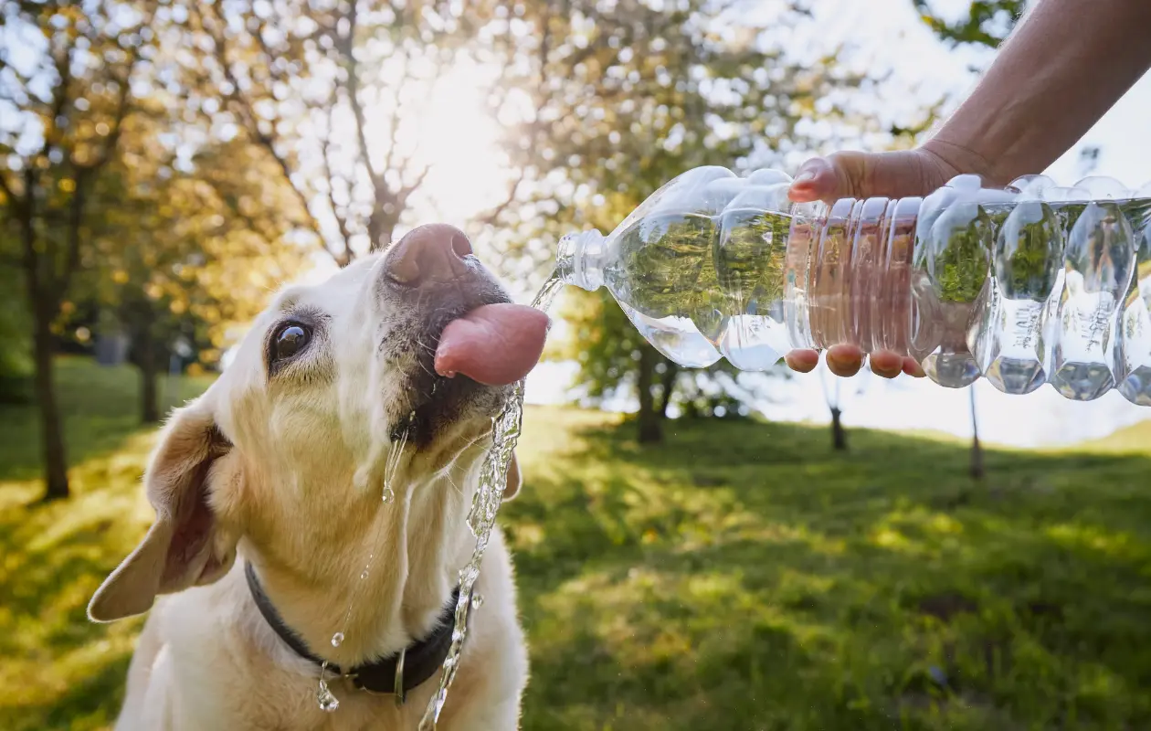 En regiones como Sonora, se debe tener especial atención a los animales de casa por las altas temperaturas.