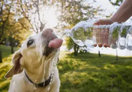 Golpe de calor en perros: estos son los síntomas leves y graves