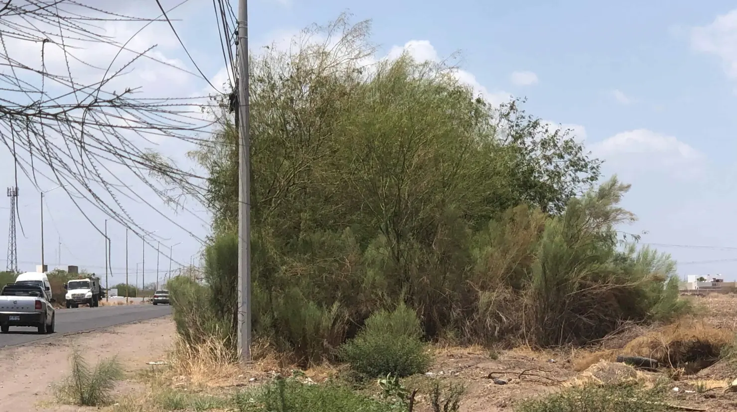 Buscan evitar que se talen árboles endémicos en predios particulares