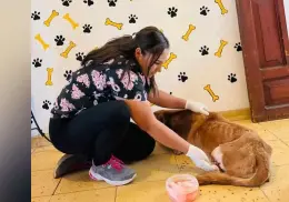 Recibirá Álamos Dog nuevo terreno