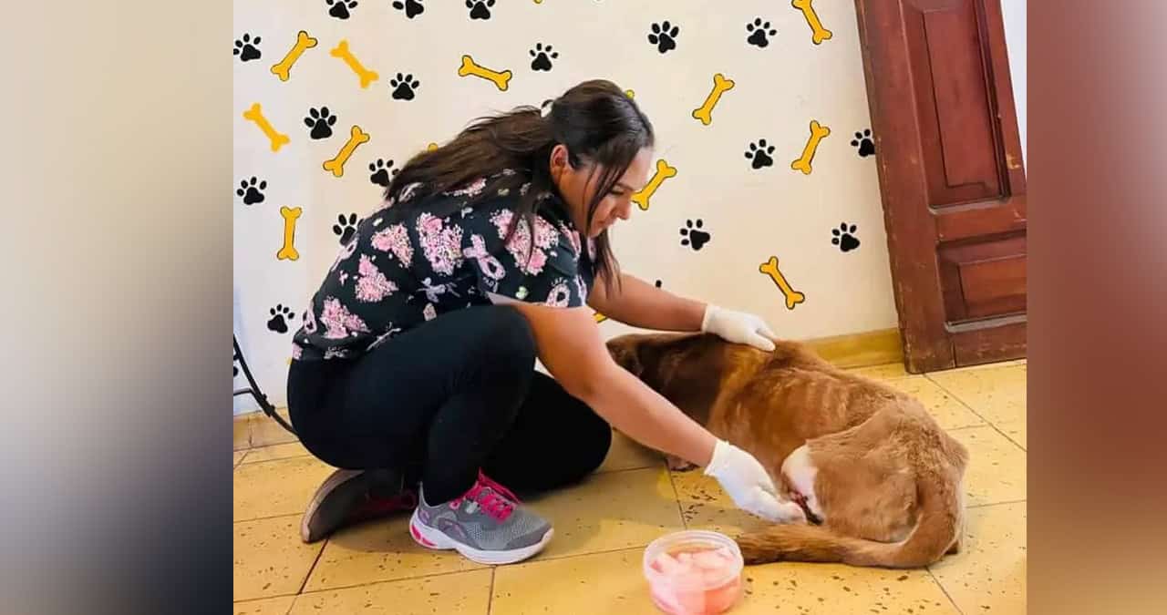Recibirá Álamos Dog nuevo terreno