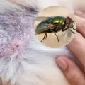 ¿Las moscas pican a tus mascotas? expertos revelan cómo evitar esto