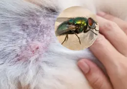 ¿Las moscas pican a tus mascotas? expertos revelan cómo evitar esto