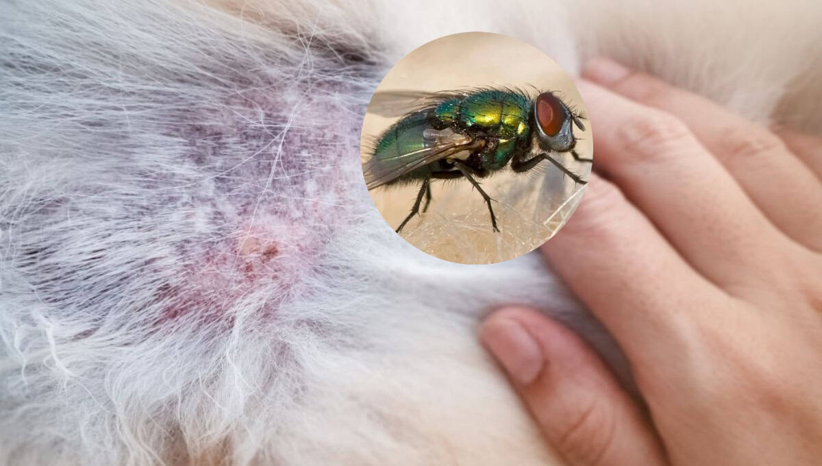 ¿Las moscas pican a tus mascotas? expertos revelan cómo evitar esto