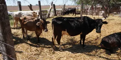 A la baja, precio del ganado