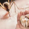 ¿El ajo alivia los piquetes de mosquitos? Expertos revelan la respuesta