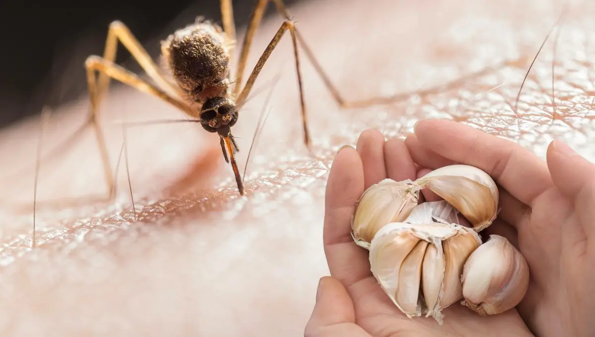 Descubre si este truco funciona / Pexels, Canva