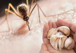 ¿El ajo alivia los piquetes de mosquitos? Expertos revelan la respuesta